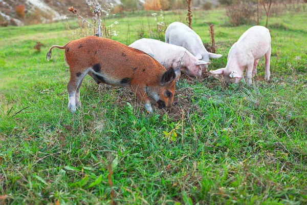 풀밭에 돼지가 있어요 — 스톡 사진