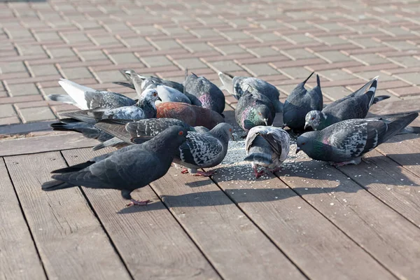 Duivenvoer Vogels Straten Van Stad — Stockfoto