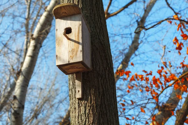 Птичий Деревянный Дом Дереве Лес Весной — стоковое фото