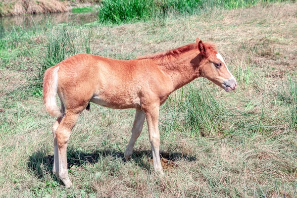 Red Colt Standing Meadow Young Horse Pasture — Stock Photo, Image