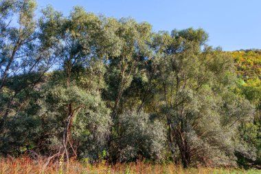 Yeşil ağaçlı, işlenmemiş doğa. Yaz doğası 