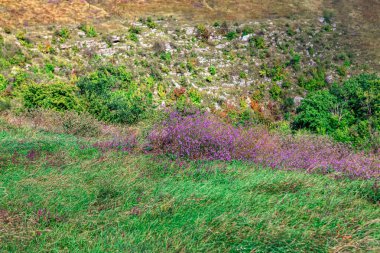 Çiçekler açan vahşi doğa. 