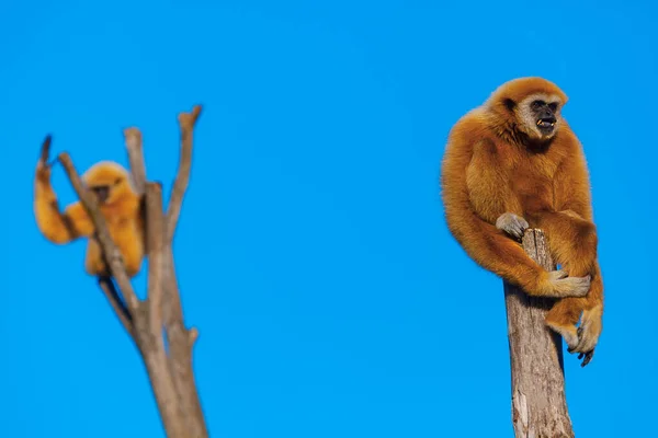 Μαϊμού Στέκεται Στην Κολώνα Ζώα Από Πίθηκο — Φωτογραφία Αρχείου