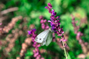 Kelebek ve canlı çiçekler. Kır çiçekleriyle İlkbahar doğası 