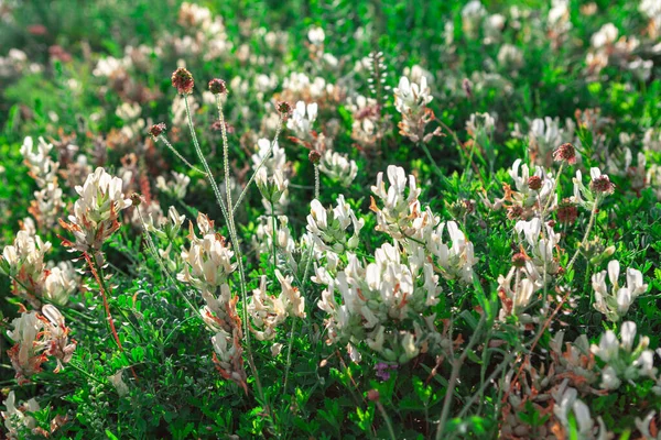 Akazienblüten Blühen Wildblumen Für Honigbienen — Stockfoto