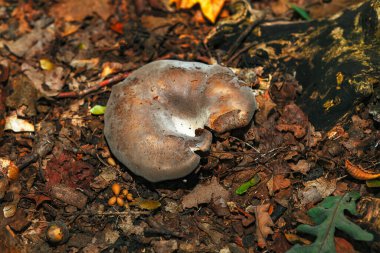 Sonbahar yapraklarında yetişen yenilebilir mantar. 
