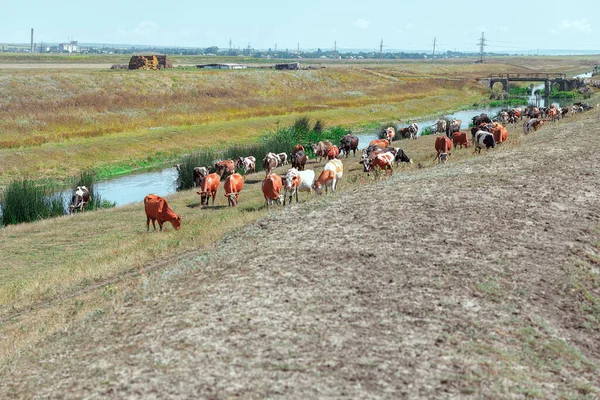 川沿いの牛の放牧 夏の牛 — ストック写真