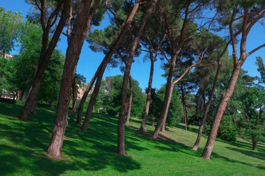 Madrid 'de uzun çam ağaçları olan bir park. Çimenli tropik kozalaklı park