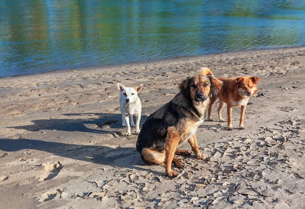 Perros Callejeros Pie Orilla Animales Abandonados Orillas Del Río — Foto de Stock