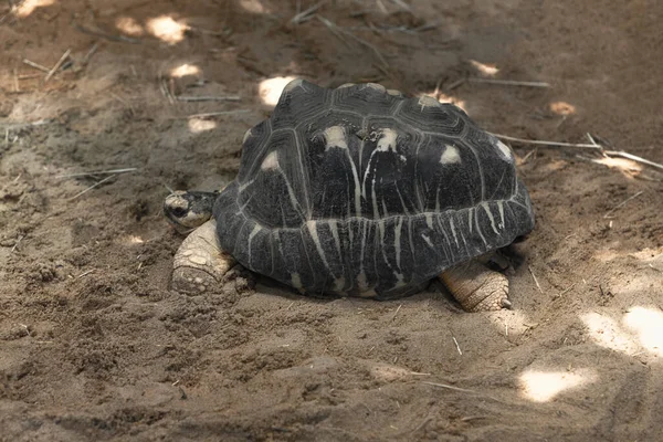 Ακτινοβόλησε Την Χελώνα Στην Άμμο Χελώνα Στην Έρημο — Φωτογραφία Αρχείου