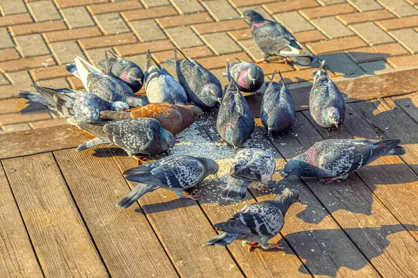 Stadsduiven Voeren Zwerm Vogels Die Stoep Eten — Stockfoto