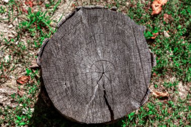 Yaşlı ağaç kütüğü. Eski ağaç yüzeyini kes
