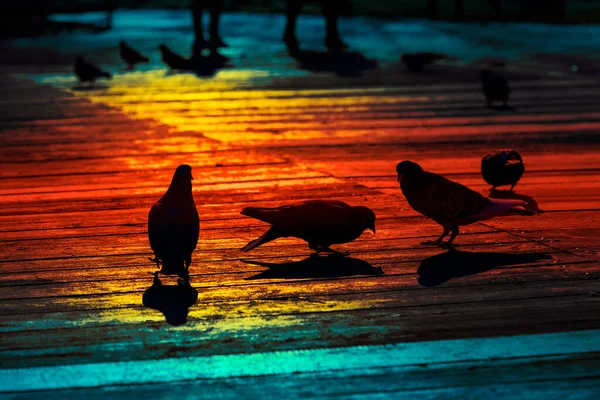 Силуети Птахів Градієнтних Кольорах Голуби Міському Тротуарі — стокове фото