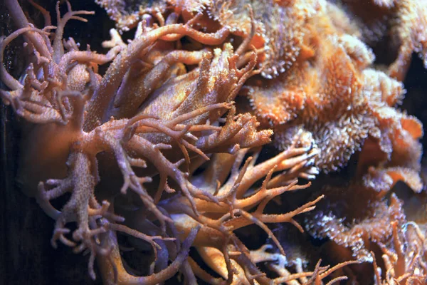 Ecosistema Del Arrecife Coral Plantas Submarinas Naturaleza Del Mar Profundo — Foto de Stock