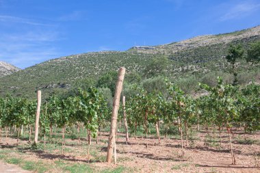 Dağlardaki üzüm bağları. Şarap yetiştirme ekimi