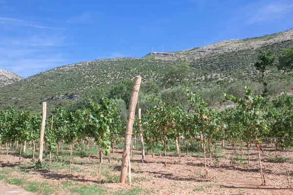 Vineyards in the mountains . Wine growing cultivation