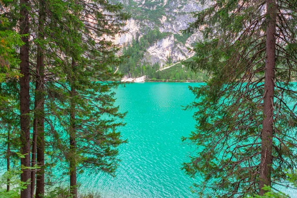 Hohe Kiefern Wachsen Der Nähe Des Sees Alpine Landschaft Mit — Stockfoto