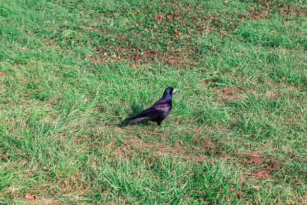 Cuervo Hierba Pájaro Negro Pie Sobre Hierba Verde —  Fotos de Stock