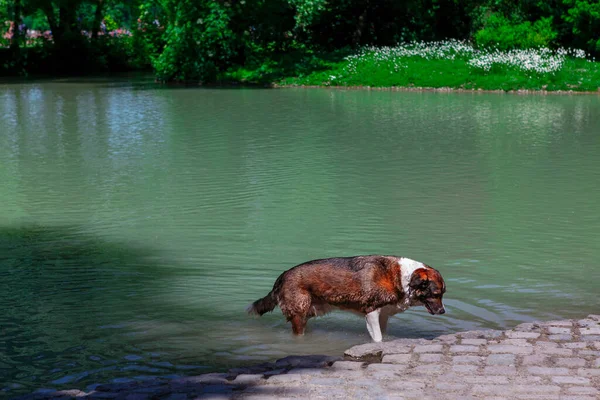 Собака Выходит Воды Мокрое Животное Берегу Озера Парке — стоковое фото