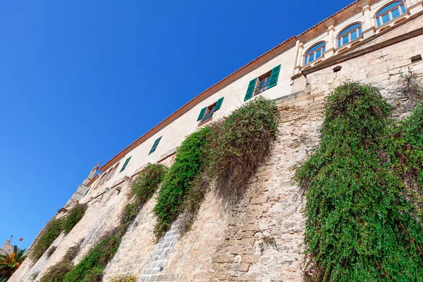 Creció Pared Plantas Que Crecen Las Piedras Del Fuerte — Foto de Stock