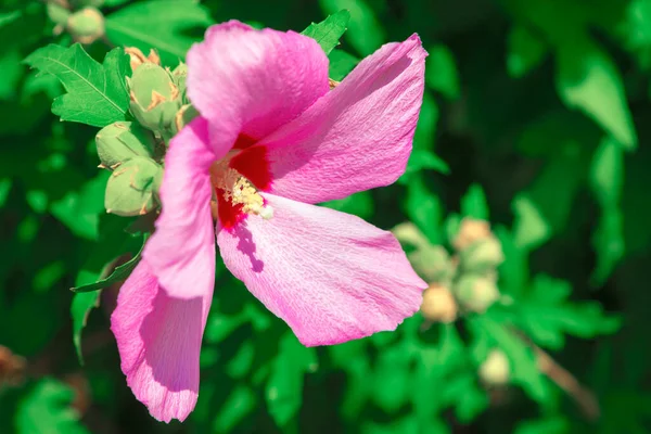 緑色の背景に大きなピンクの花弁を持つ花 — ストック写真