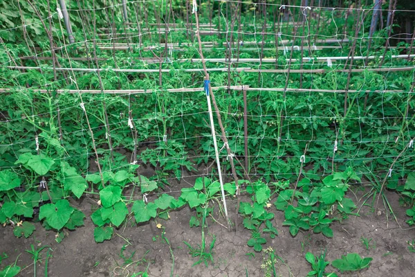 Tomate Pepino Plantas Crescendo Jardim — Fotografia de Stock