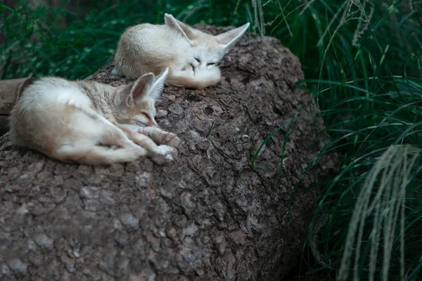 Duas Raposas Fennec Dormindo Natureza — Fotografia de Stock