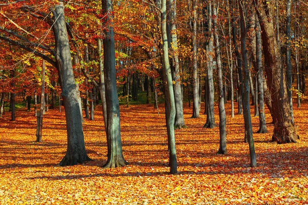 Kızıl sonbahar ormanı. Ekim 'de sonbahar renkli park