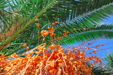 Çiçek açan palmiye ağacı. Tohumları olan yeşil tropikal ağaç