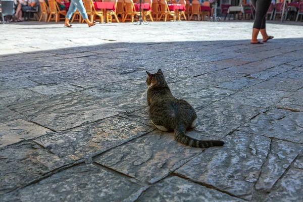 Guardo Gatto Sul Marciapiede Gatto Corica Sulla Strada — Foto Stock