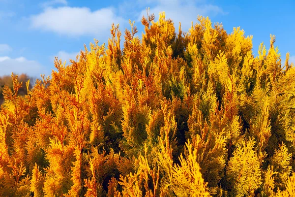 Chamaecyparis Obtusa Japanese Cypress Red Shrub Autumn — Stock Photo, Image