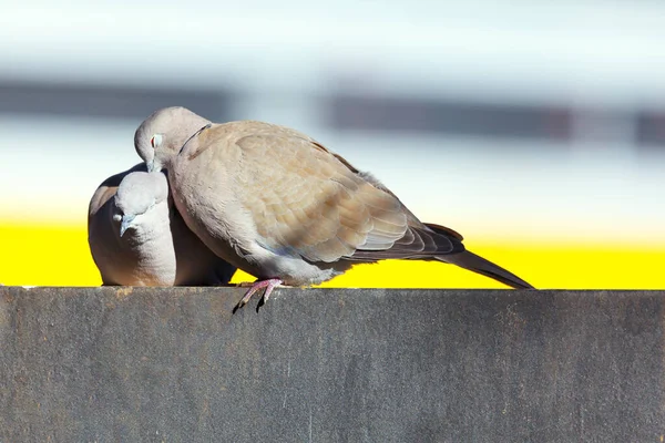 Голуби Люблять Один Одного Поцілунки Птахів — стокове фото