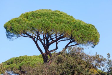 Pinus Pinea . Bu ağacın heykel şekli kendine özgü küresel bir tacı ve yassı bir üstü var, buna şemsiye çamı deniyor.
