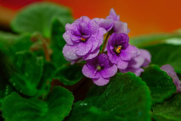 花瓣上有水滴的花 非洲紫罗兰 Saintpaulia Ionantha — 图库照片