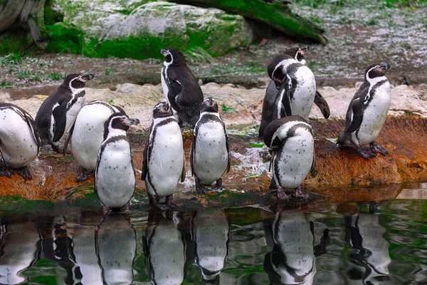 Humboldt Penguins Spheniscus Humboldti Medium Sized Penguins — Stockfoto