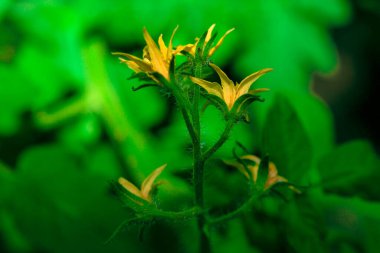 Domates tomurcuklandı. Bahçedeki sebze çiçekleri 