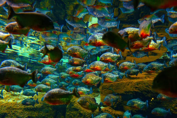 ピラニアの群れ水中 危険な淡水魚 — ストック写真