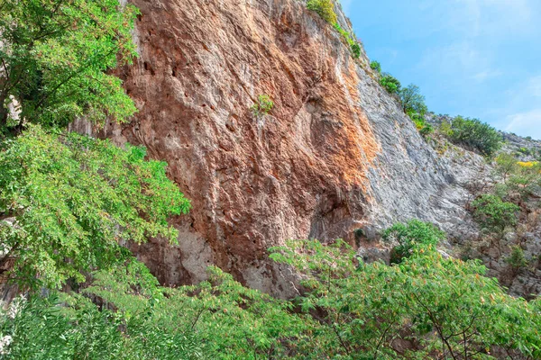 Ağaçlı bir dağ duvarı. Dikey kayalık kayalık 