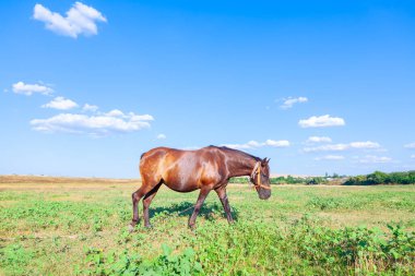 Domestic brown horse on the pasture 