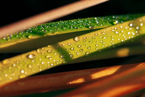 Dew Reed Drops Leaves — Foto de Stock