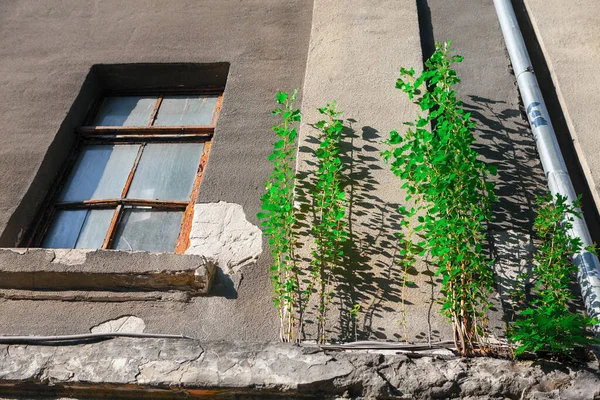 墙上长着的树 大自然在城市中生存 — 图库照片