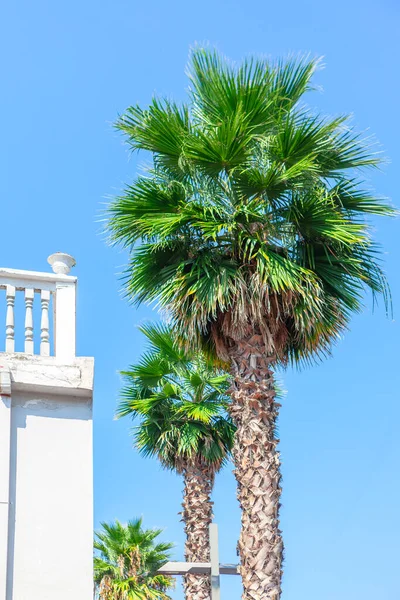 Palmbomen Balkon Straat Tropische Stad — Stockfoto