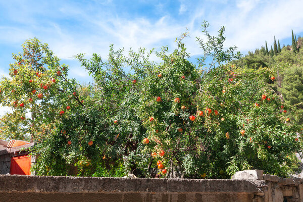 Garden with pomegranate trees . Tropical fruits on the branches 