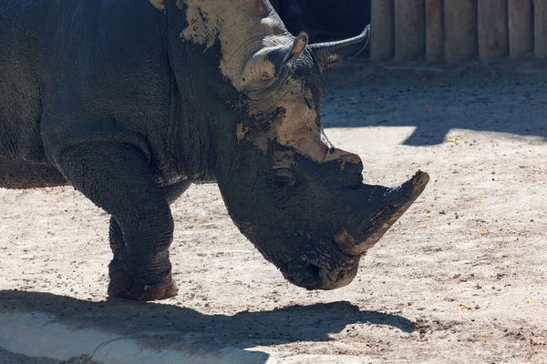 White Rhinoceros Rhino Dirty Head Ceratotherium Simum Largest Species Rhinoceros — Photo