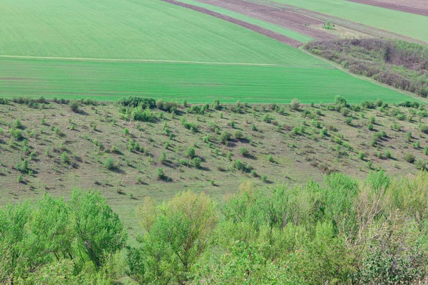 Ağaçlar ve yeşil alanlar. Yeşil manzaranın havadan görünüşü