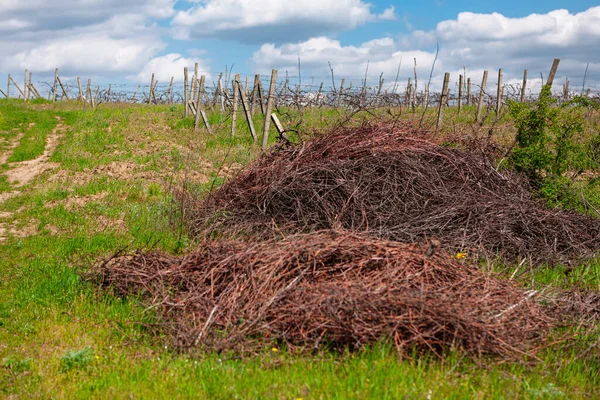 Bir yığın sarmaşık dalını kes. Bahçede bahar tarım işi