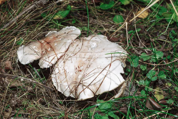 White Mushrooms Grass Growing Edible Mushroom — Foto de Stock