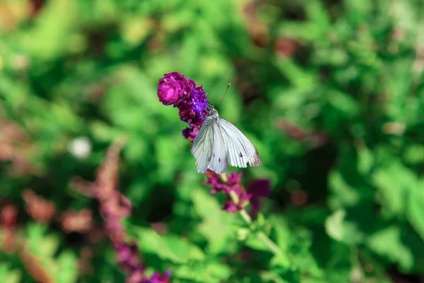 Цветущий Цветок Бабочкой Нектарный Источник Пищи Насекомых Красочный Летний Природный — стоковое фото