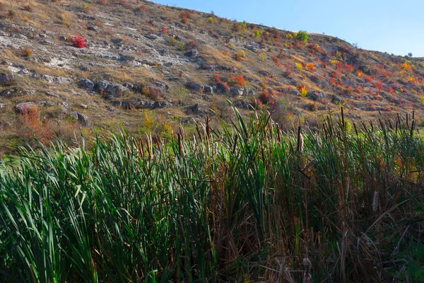 Våtmarksvegetation Stenig Bergslandskap — Stockfoto