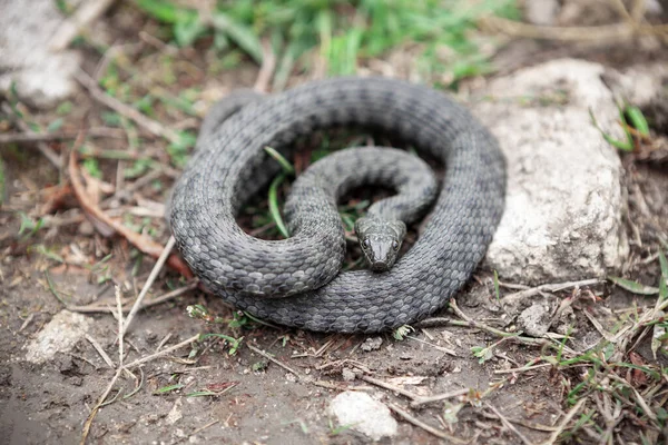 Sarılmış yılan yerde. Diamondback Suyu Zehirsiz Yılan